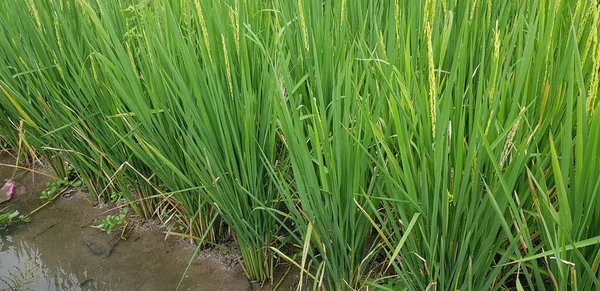 绿色美丽的稻田 种植水稻 水稻种植 水稻种植在亚洲 — 图库照片