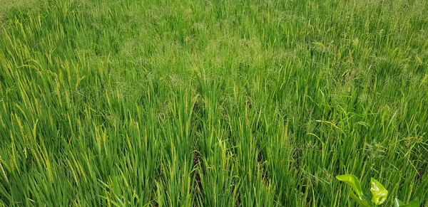 Yeşil Güzel Çeltik Tarlası Pirinç Tarlası Pirinç Tarlası Asya Daki — Stok fotoğraf