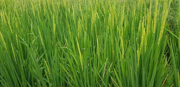 Zöld Gyönyörű Hántolatlan Rizsföld Rizstermesztés Rizs Ültetvény Hántolatlan Ültetvény Ázsiában — Stock Fotó