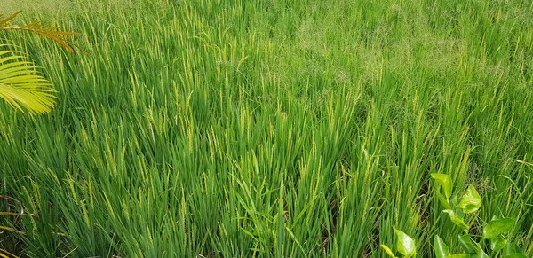 Green Beautiful Paddy Rice Field Cultivando Arroz Plantação Arroz Plantação — Fotografia de Stock