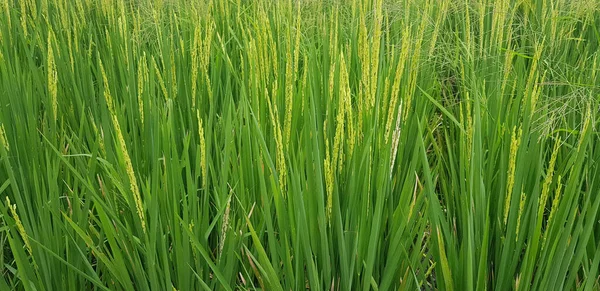 Zelené Krásné Rýžové Pole Pěstování Rýže Výsadba Rýže Neloupaná Plantáž — Stock fotografie