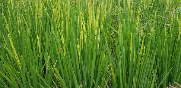 Green Beautiful Paddy Rice Field Farming Rice Rice Plantation Paddy — Stock Photo, Image