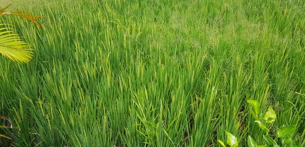 绿色美丽的稻田 种植水稻 水稻种植 水稻种植在亚洲 — 图库照片