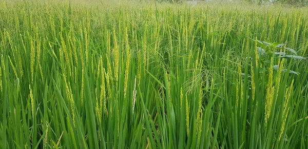 Grüne Und Schöne Reisfelder Reisanbau Reisplantage Reisplantage Asien — Stockfoto