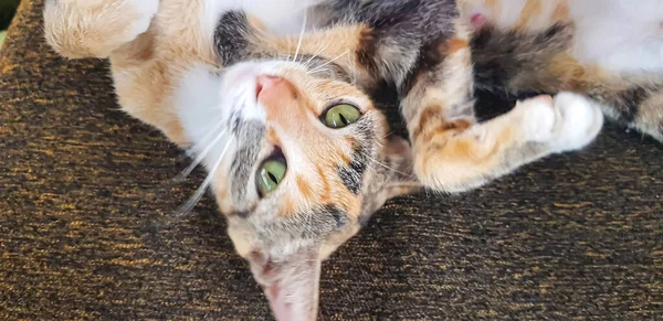 Junge Katze Ausdruck Beim Spielen Mit Uns Blicke Nach Oben — Stockfoto
