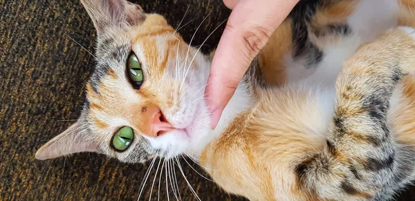Ekspresi Kucing Muda Ketika Bermain Dengan Kami Melihat Atas Dan — Stok Foto