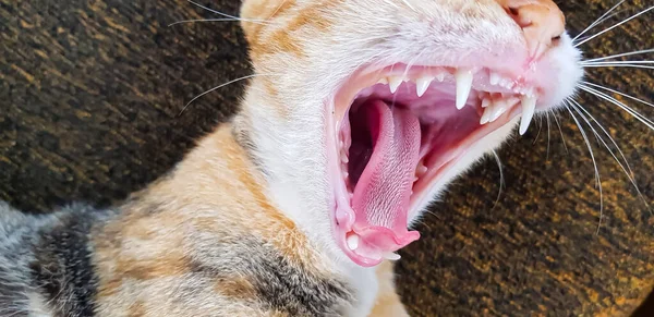 Ekspresi Kucing Muda Ketika Bermain Dengan Kami Melihat Atas Dan — Stok Foto