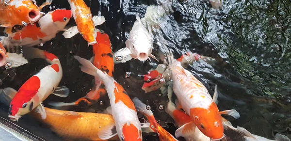 Selective focus of group of colorful koi fish in the pond or brocade carp, trying to get food from visitors
