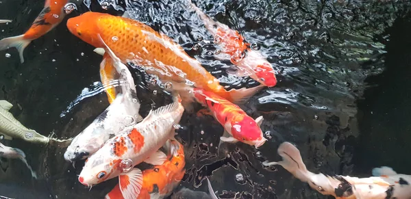 Göletteki Renkli Koi Balığı Grubunun Seçici Odak Noktası Brokar Sazan — Stok fotoğraf