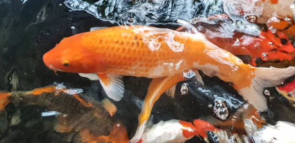 Göletteki Renkli Koi Balığı Grubunun Seçici Odak Noktası Brokar Sazan — Stok fotoğraf