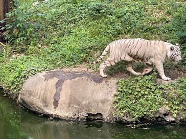 Beyaz Bengal kaplanı ayakta ve dik duruyor. Bengal kaplanı (Panthera tigris tigris), huzursuz görünüyor