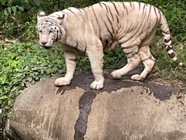 Beyaz Bengal kaplanı ayakta ve dik duruyor. Bengal kaplanı (Panthera tigris tigris), huzursuz görünüyor