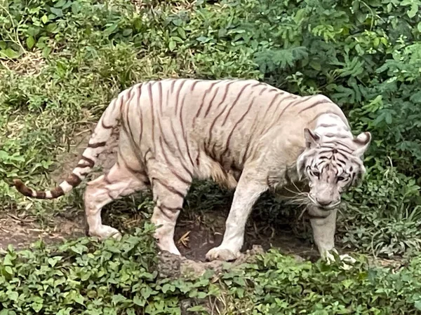Белый Бенгальский Тигр Стоит Смотрит Прямо Бенгальский Тигр Panthera Tigris — стоковое фото