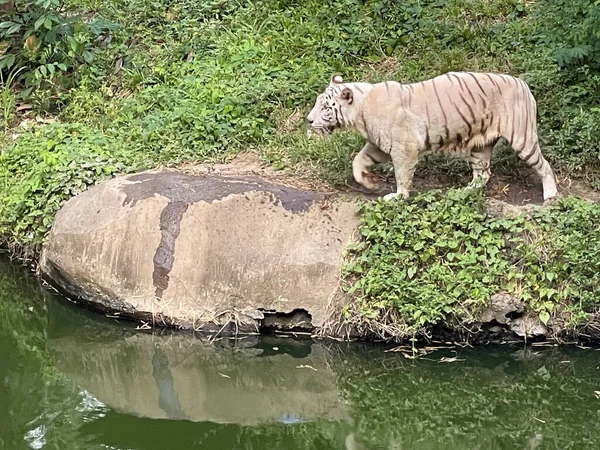 stock image White Bengal tiger standing and looking straight. Bengal tiger (Panthera tigris tigris), looking restless