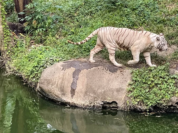Tigre Branco Bengala Olhando Linha Reta Tigre Bengala Panthera Tigris — Fotografia de Stock