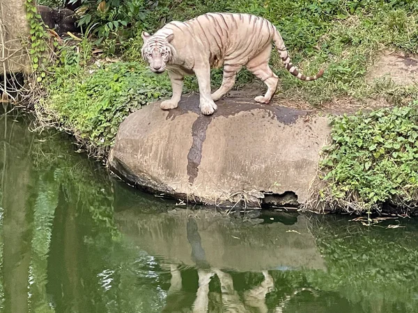 stock image White Bengal tiger standing and looking straight. Bengal tiger (Panthera tigris tigris), looking restless