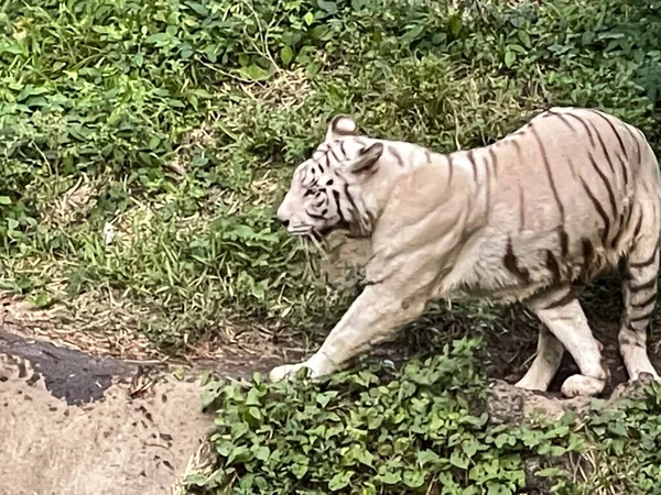 Tigre Branco Bengala Olhando Linha Reta Tigre Bengala Panthera Tigris — Fotografia de Stock