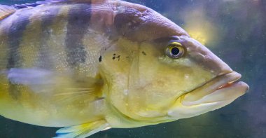 Güzel Orinoco Peacock bas veya Cichla Ocellaris, kelebek tavus kuşu bas Güney Amerika'dan cichlid çok büyük bir türüdür