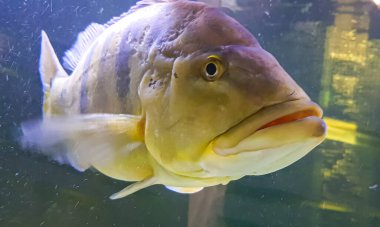 Güzel Orinoco Peacock bas veya Cichla Ocellaris, kelebek tavus kuşu bas Güney Amerika'dan cichlid çok büyük bir türüdür