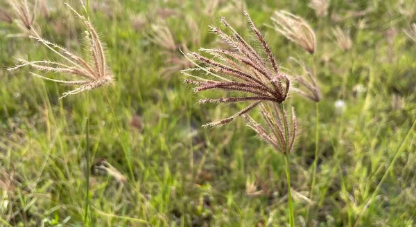 Fleurs Herbeuses Dans Prairie — Photo