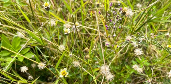 Fleurs Herbeuses Dans Prairie — Photo