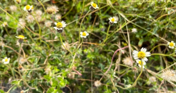 Травянистые Цветы Лугу — стоковое фото