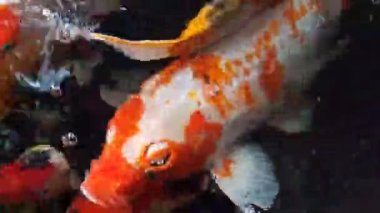 Güneşli yaz gününde sağlıklı gölette mutlu koi balıkları