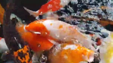 Güneşli yaz gününde sağlıklı gölette mutlu koi balıkları