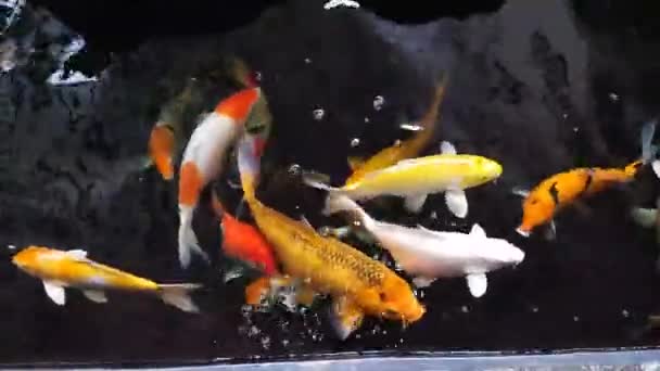 Felice Pesce Koi Colorato Stagno Sano Durante Giornata Estiva Soleggiata — Video Stock