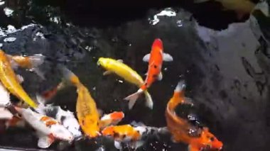 Güneşli yaz gününde sağlıklı gölette mutlu koi balıkları