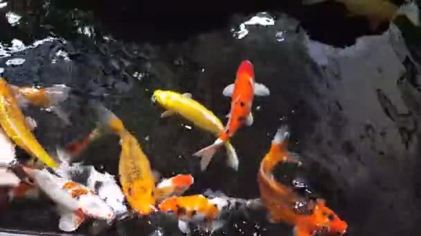 Fröhliche Bunte Koi Fische Gesundem Teich Sonnigen Sommertagen — Stockvideo
