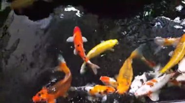 Güneşli yaz gününde sağlıklı gölette mutlu koi balıkları