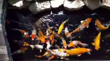 Güneşli yaz gününde sağlıklı gölette mutlu koi balıkları