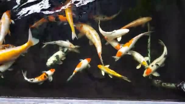 Щасливі Барвисті Риби Кої Здоровому Ставку Під Час Сонячного Літнього — стокове відео