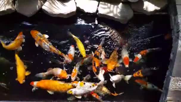 Ευτυχισμένο Πολύχρωμο Ψάρι Koi Υγιή Λίμνη Κατά Διάρκεια Ηλιόλουστη Μέρα — Αρχείο Βίντεο