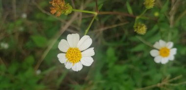 Güzel Daisy çiçekleri ya da Bellis perennis L, ya da güneş ışığı altında yeşil yapraklarla parklarda açan kompozitae.