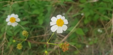 Güzel Daisy çiçekleri ya da Bellis perennis L, ya da güneş ışığı altında yeşil yapraklarla parklarda açan kompozitae.