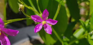 Talinum fruticosum çiçeği, yaygın olarak Seylan ıspanağı, sulanaf, cariru, Gbure, Surinam purslane, Filipin ıspanağı, Florida ıspanağı, potherb fameflower, Lagos bologi, ve sevgili olarak bilinir.