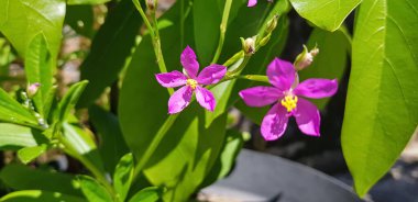 Talinum fruticosum çiçeği, yaygın olarak Seylan ıspanağı, sulanaf, cariru, Gbure, Surinam purslane, Filipin ıspanağı, Florida ıspanağı, potherb fameflower, Lagos bologi, ve sevgili olarak bilinir.