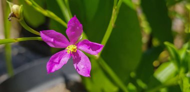 Talinum fruticosum çiçeği, yaygın olarak Seylan ıspanağı, sulanaf, cariru, Gbure, Surinam purslane, Filipin ıspanağı, Florida ıspanağı, potherb fameflower, Lagos bologi, ve sevgili olarak bilinir.