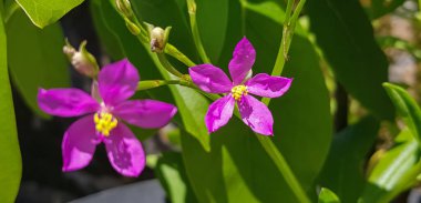 Talinum fruticosum çiçeği, yaygın olarak Seylan ıspanağı, sulanaf, cariru, Gbure, Surinam purslane, Filipin ıspanağı, Florida ıspanağı, potherb fameflower, Lagos bologi, ve sevgili olarak bilinir.