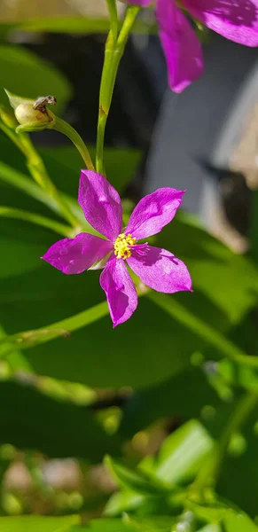 Talinum Fruticosum Blume Allgemein Bekannt Als Ceylonspinat Wasserblatt Cariru Gbure — Stockfoto