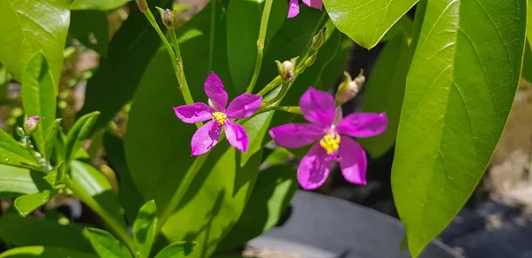 Talinum Fruticosum Virág Közismert Nevén Ceylon Spenót Vízlevél Cariru Gbure — Stock Fotó