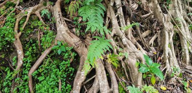 Ağustos ayında Güneydoğu Asya tropikal ormanı, yağmur ormanı, Asya 'da orman, nemli orman, yeşil yağmur ormanı görünümlü korkunç orman.