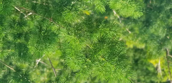 Pine Tree Leaves Fir Tree Lunch Close Shallow Focus Brunch — Stock Photo, Image
