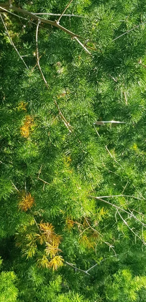 stock image pine tree leaves, Fir tree lunch close up. Shallow focus. Brunch of fluffy fir trees close up. Christmas wallpaper concept. Copy space. in mountainous area