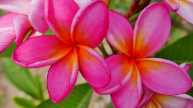 Kamu parkındaki tropikal bahçede bulunan güzel frangipani çiçeği bazen güneşli bir günde yeşil arka planlı Kamboja çiçeği olarak adlandırılır.