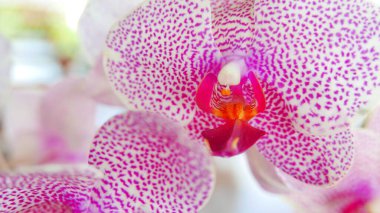 Güzel pembe ve beyaz orkide çok nadirdir, Phalaenopsis spp orkide veya Cymbidium devonianum Paxton yerlileri yaz boyunca bahçede Anggrek merah muda olarak adlandırmışlardır.