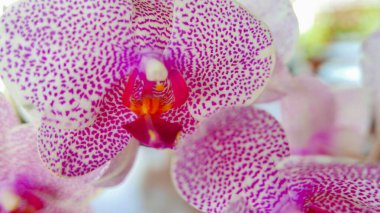 Güzel pembe ve beyaz orkide çok nadirdir, Phalaenopsis spp orkide veya Cymbidium devonianum Paxton yerlileri yaz boyunca bahçede Anggrek merah muda olarak adlandırmışlardır.