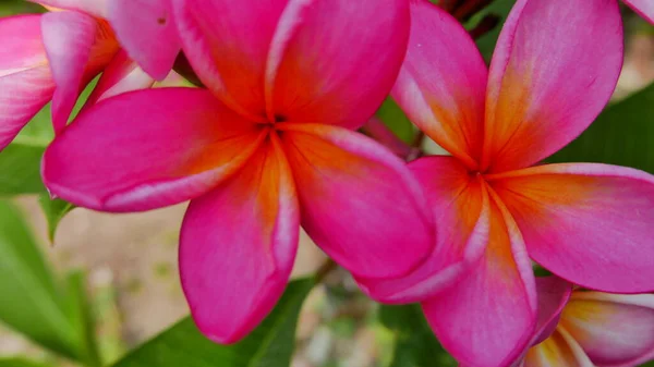 Vacker Frangipani Blomma Den Tropiska Trädgården Den Offentliga Parken Som — Stockfoto